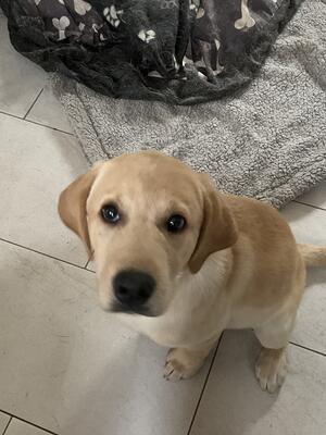 Milo