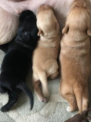 Willow's pups