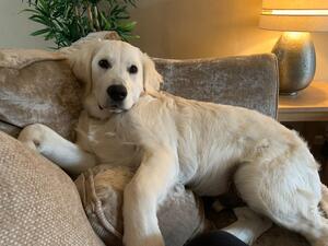 FANTASTIC TRUE TO TYPE