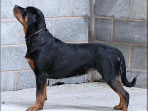 Welsh Rott Club