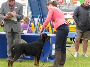 Bruno 1st MPD & Best Puppy Dog