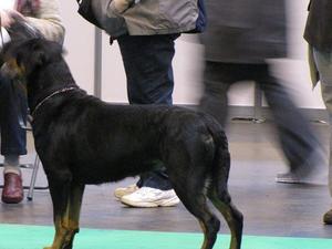 Buffy Crufts 2013