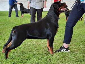 Layla at Darlington Champ Show
