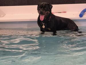 Layla Swimming