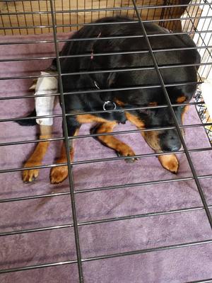 Ziva just after her MMP Surgery!