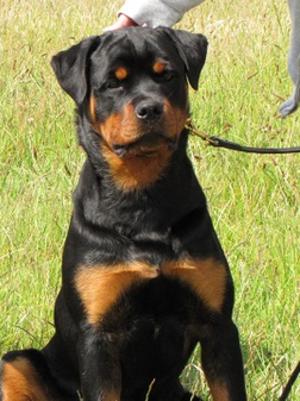 Echo - Ashington Open Show