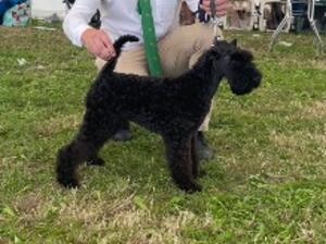 Harley Expertly Groomed August 2023