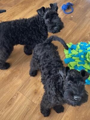 Harley and his Sister Parsley
