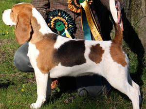 Best in Show