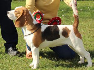 Best Puppy in Show