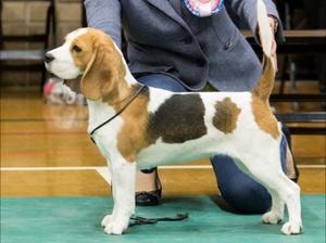 Best in Show