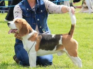 Buddy 1st Limit Dog & RCC Houndshow 2012