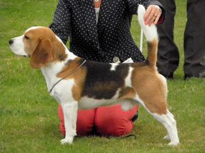 Welsh Kennel Club Champ