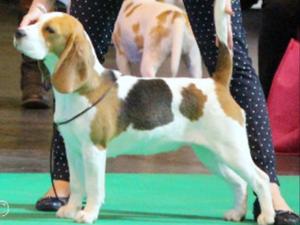 Bailey @ Crufts
