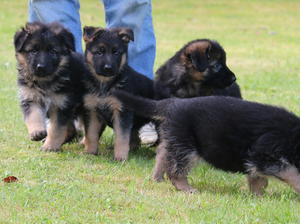 puppies @ 6 weeks