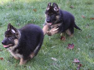Barwoods Puppies