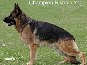 Ch Nikonis Yago ( Yasmin's sire)