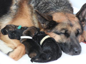 24 hours old