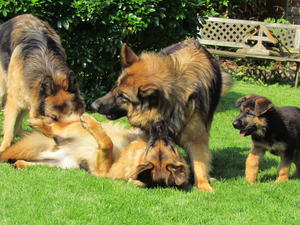 Barwoods GSDs