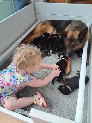 Barwoods Hyacinth's last litter