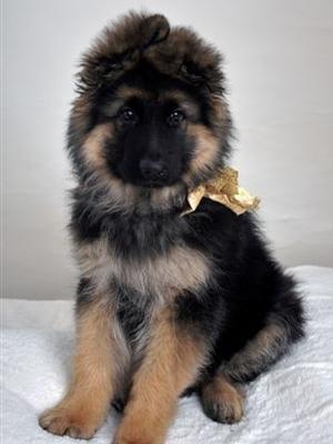 A Barwoods Puppy