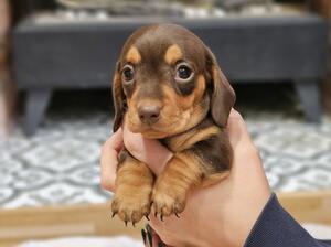 Puppies