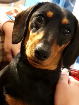 Harper
