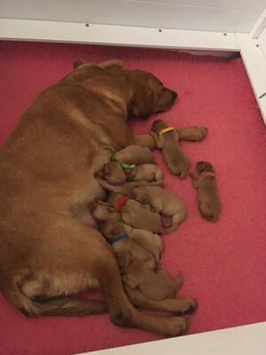 Pilot and puppies