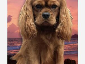 Prince Rusty of the Sea