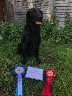 Dobby with his 1st CC and rosettes.