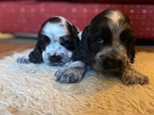 Boys at 5 weeks