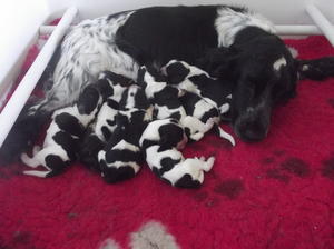 Grace and her puppies 1 day old