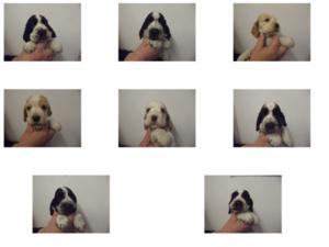 Alice and Sidney's puppies from last year