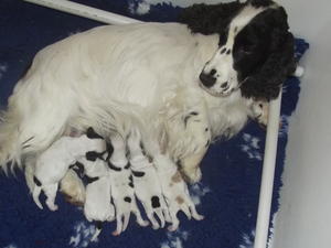 Alice and babies