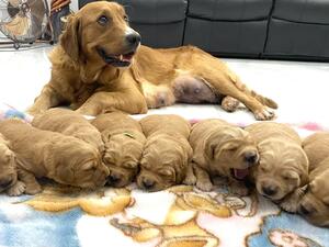 Bella's previous Litter