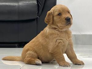 Knight- Last Boy Available