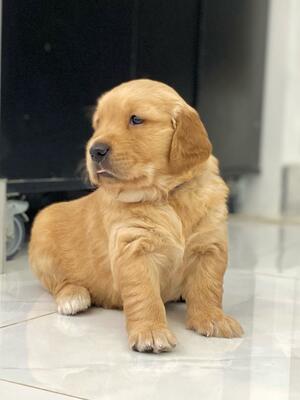 Knight- Last Boy Available
