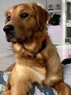 Bella- (KC Name: REBECKMAR FLAP JACK)