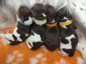 Pups
