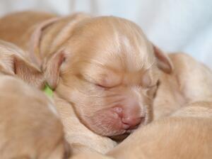 Pups