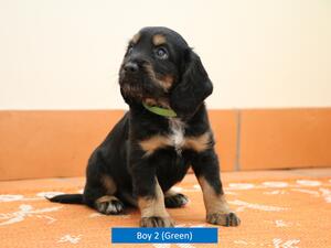 Boy 2 - Mr Green
