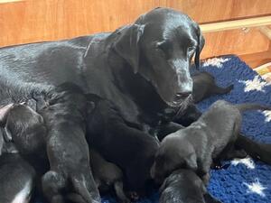 Mum with her puppies
