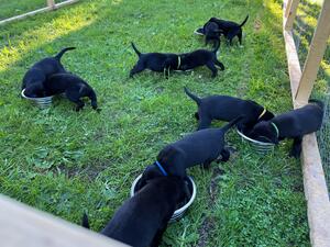 Feeding Time at the Zoo!