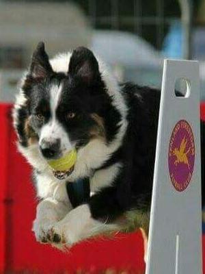 Beautiful Crufts qualified girl