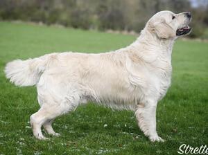 Cooper