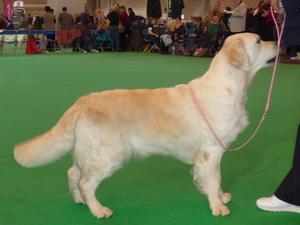 Fenwood Glitterati JW, Annabelle at Crufts 2012