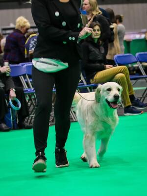 LONDON at CRUFTS 2022