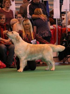 Fenwood Glitterati JW, Annabelle at Crufts 2013
