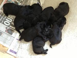Cotonhock Molly 1st Litter