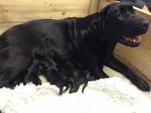 Cotonhock Molly 1st Litter